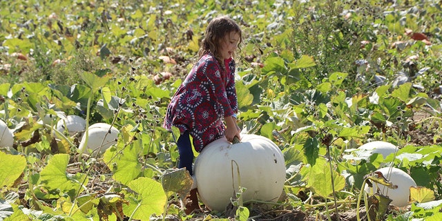 At Exploration Acres, on top of picking a pumpkin from a big and beautiful patch, you can take a pony ride, eat lunch by an open fire pit, take a spin on a pedal car, and fire a three-ear corn cannon salute.
