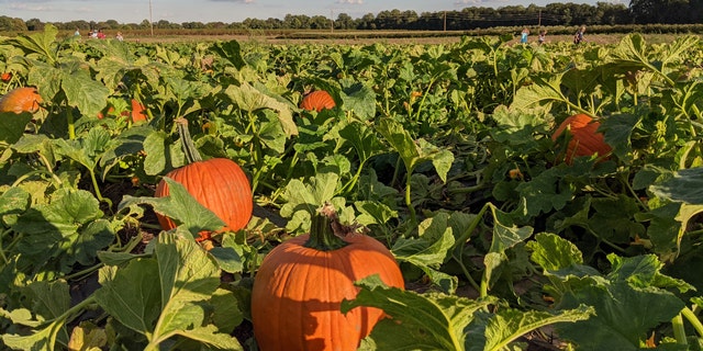 It’s a U-Pick oasis at Fifer Orchards, where in addition to moseying around the pumpkin patch, you can also take on the six-acre corn maze — this year’s theme is Scooby-Doo — or head to the park or hop on a tractor train ride with little ones.