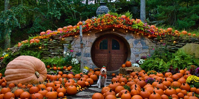 If you’re looking for a spot to arrange a festive photo shoot, here’s a gourd-eous spot where visitors can reserve a half-hour time slot to check out the Hobbit House.