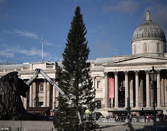 Trafalgar Square's Christmas tree has been mocked on Twitter for its threadbare appearance since arriving as a gift from Norway earlier today