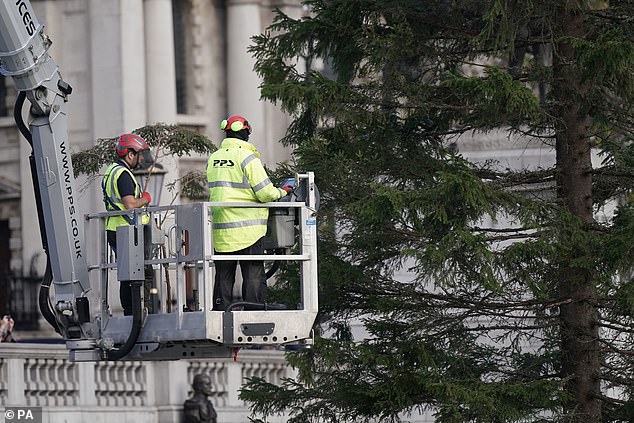 Workers were pictured adding finishing touches to Trafalgar Square's Christmas tree after it arrived from Norway earlier today