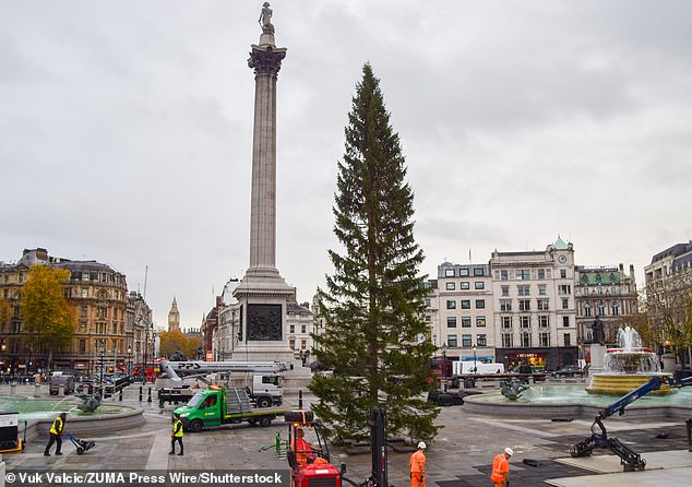 King Haakon VII sent the first tree as a token of his gratitude after being forced to flee Norway and seek sanctuary in Britain when Nazi Germany invaded his homeland. Pictured: this year's Christmas tree
