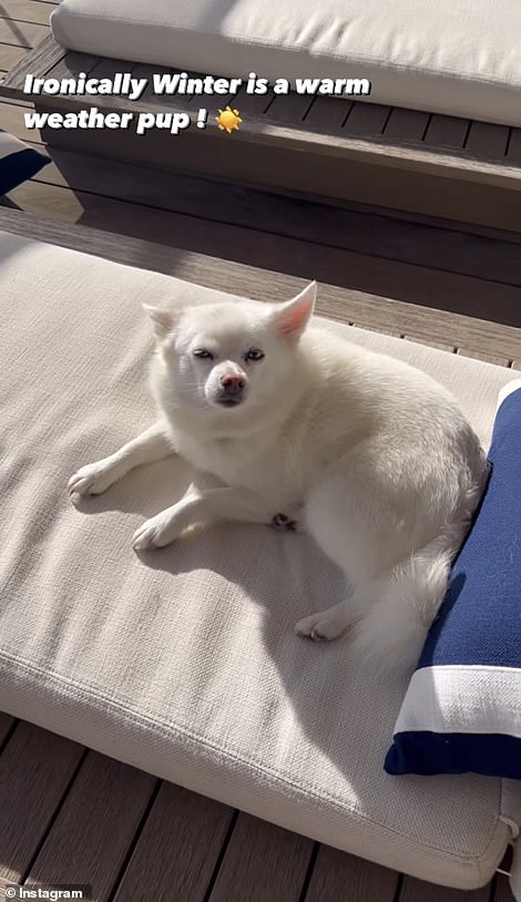 After Theo's tee-ball game on Sunday, Ivanka shared a video of their dog, Winter, soaking up the sun on one of their outdoor lounge chairs. 'Hi, sweet girl! Are you enjoying it?' she gushed