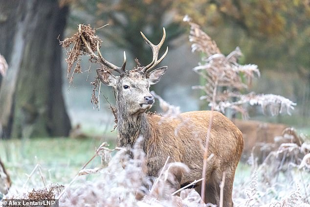 Deer graze in a frosty Richmond Park south-west London this morning as weather forecasters warn the Arctic blast is set to continue for at least another week