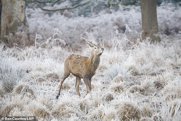 A deer stag in a frost covered landscape in Richmond Park in London after temperatures in the capital dip below freezing overnight