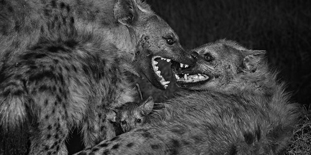Photographed at night with an infrared camera, a spotted hyena that scientists nicknamed Palazzo submissively grins and lays her ears back as Moulin Rouge, the clan’s dominant female at the time, towers over her.