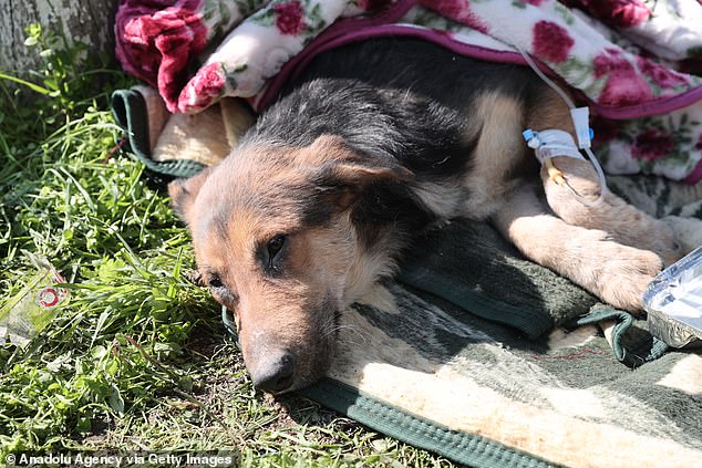 Pictured: A dog that was rescued from a collapsed building in Hatay, Turkey after 55-hours