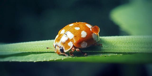 Cream-spot lady beetles (also known as Calvia quatuordecimguttata) can range between orange, brown and black. The protective shell can have spots that range between white, red and black.