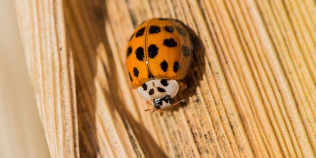 The coloration of Asian lady beetles (also known as Harmonia axyridis) can range between orange, tan and red. The protective shell usually has black spots.