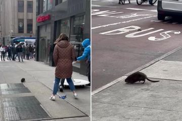 I spotted a rat 'the size of a DOG' roaming streets - & everyone says same thing