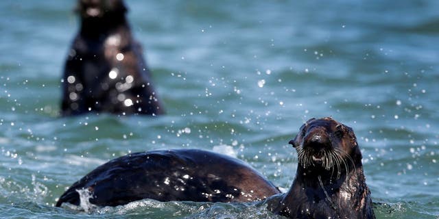 Sea otters gather at Elkhorn Slough in Moss Landing, Calif. on Thursday, April 12, 2018.
