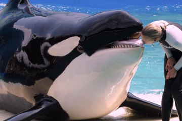 ‘World’s loneliest orca’ set to ‘return home’ after 50 years in captivity