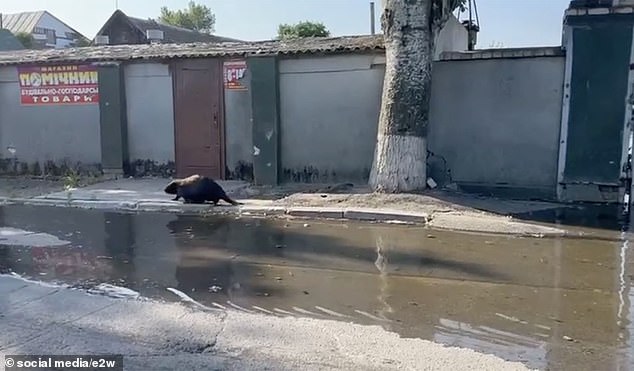 Beavers pictured on the streets of Kherson during flooding in the occupied Kherson region