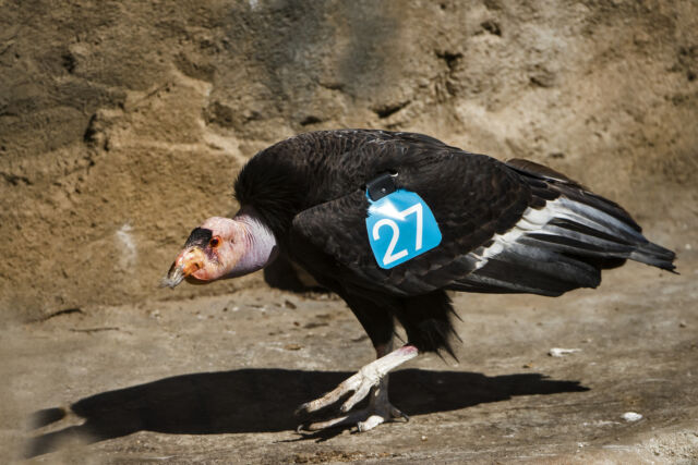 This California condor was hatched in 2004 as part of a breeding program and released in Arizona in 2006. In the 1980s, just 27 of the birds remained in existence. A recovery program has boosted the species’ numbers to more than 500, with several hundred living once more in the wild.