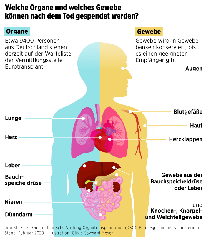 What organs and tissues can be donated after death?