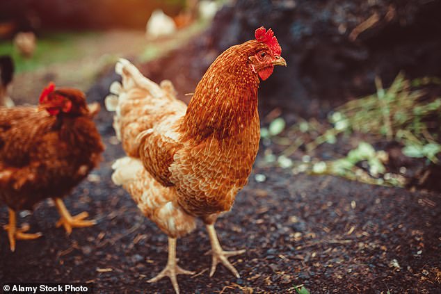 The activist organisation says chickens can suffer from cysts, infections and tumours because their bodies are forced to produce unnaturally high quantities of eggs (file image)