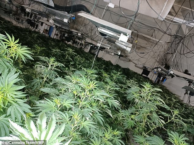 In June last year, police found a huge cannabis factory inside an abandoned grammar school in Walsall, West Midlands