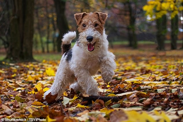 The Kennel Club has shared  figures exclusively with MailOnline, showing how the breed has declined in popularity by 94 per cent since 1947