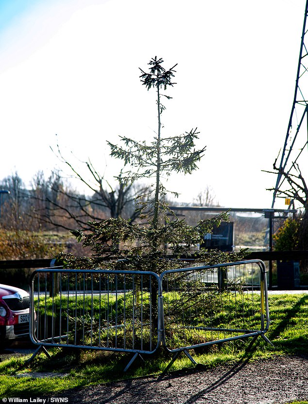 GREATER MANCHESTER: Others across the country have also slammed their local Christmas Trees. In Hattersley in Hyde locals slammed their tree as 'shocking', with pictures showing the threadbare spruce missing some of its boughs, while the ones remaining appear very thin