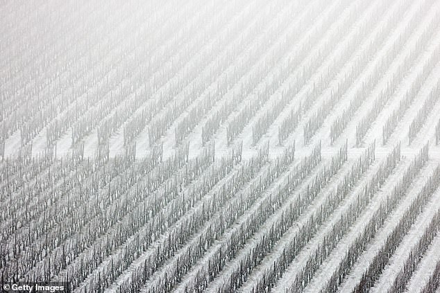 Snow covers vines at a vineyard in the Kent Downs on Saturday