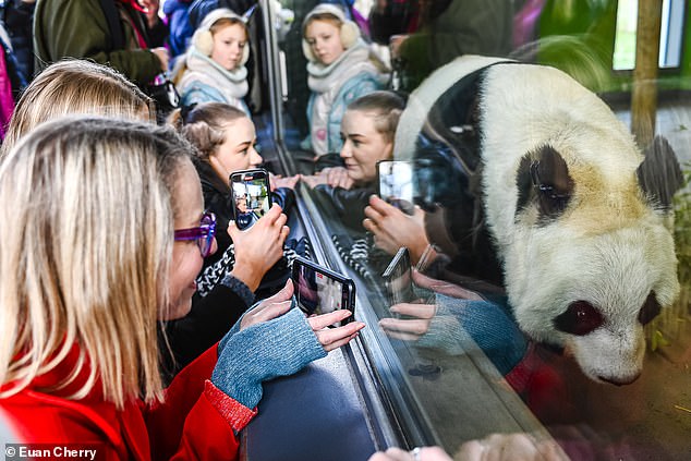 Visitors said their goodbyes to the bears on Thursday, November 30, with the zoo then beginning preparations for them to return to the China Wildlife Conservation Association base at Chengdu