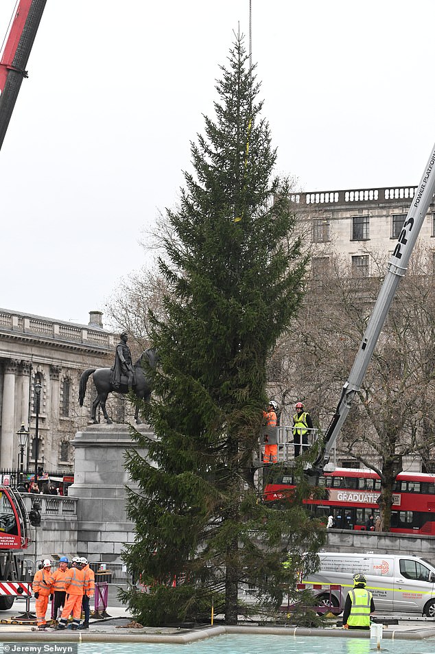 LONDON: Workers could be seen trying to straighten out the tree's branches once it had been erected