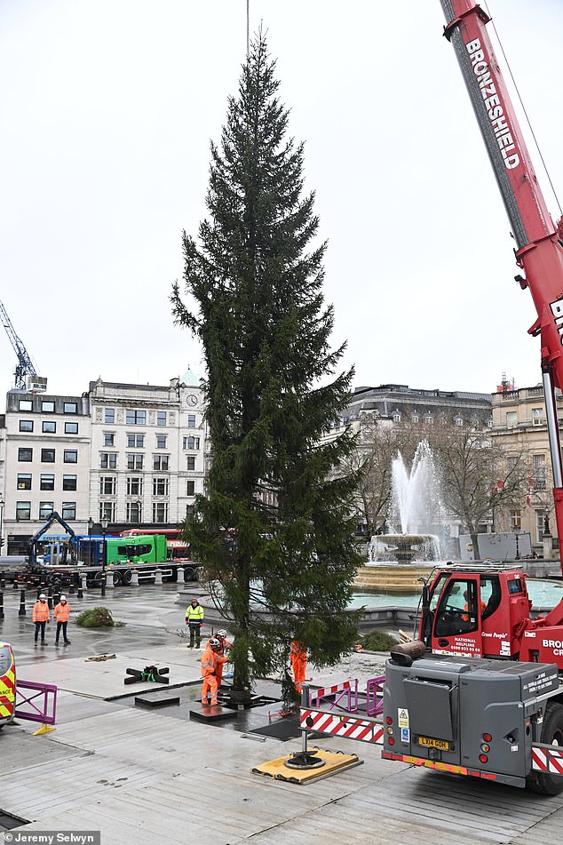 LONDON: The Trafalgar Square Christmas tree looked rather flattened after its long journey from Norway