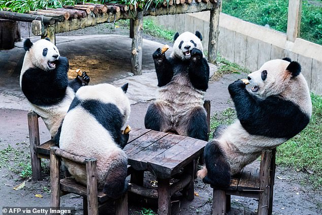 The Chengdu Research Base of Giant Panda Breeding is 10 km away from the city center (Tianfu Square)