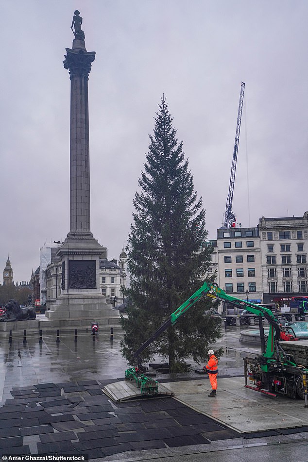 LONDON: After some care by workers, who straightened out the branches, this year's tree appeared much more festive