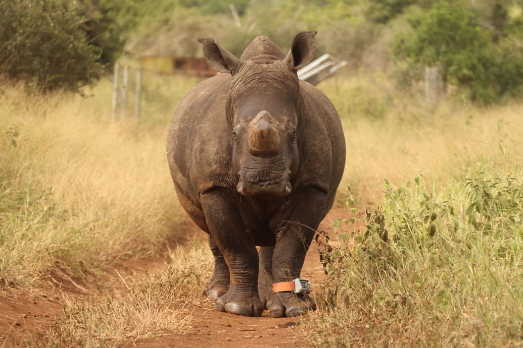A rhino from the Thanda Safari wears a RhinoWatch collar on its foot. 