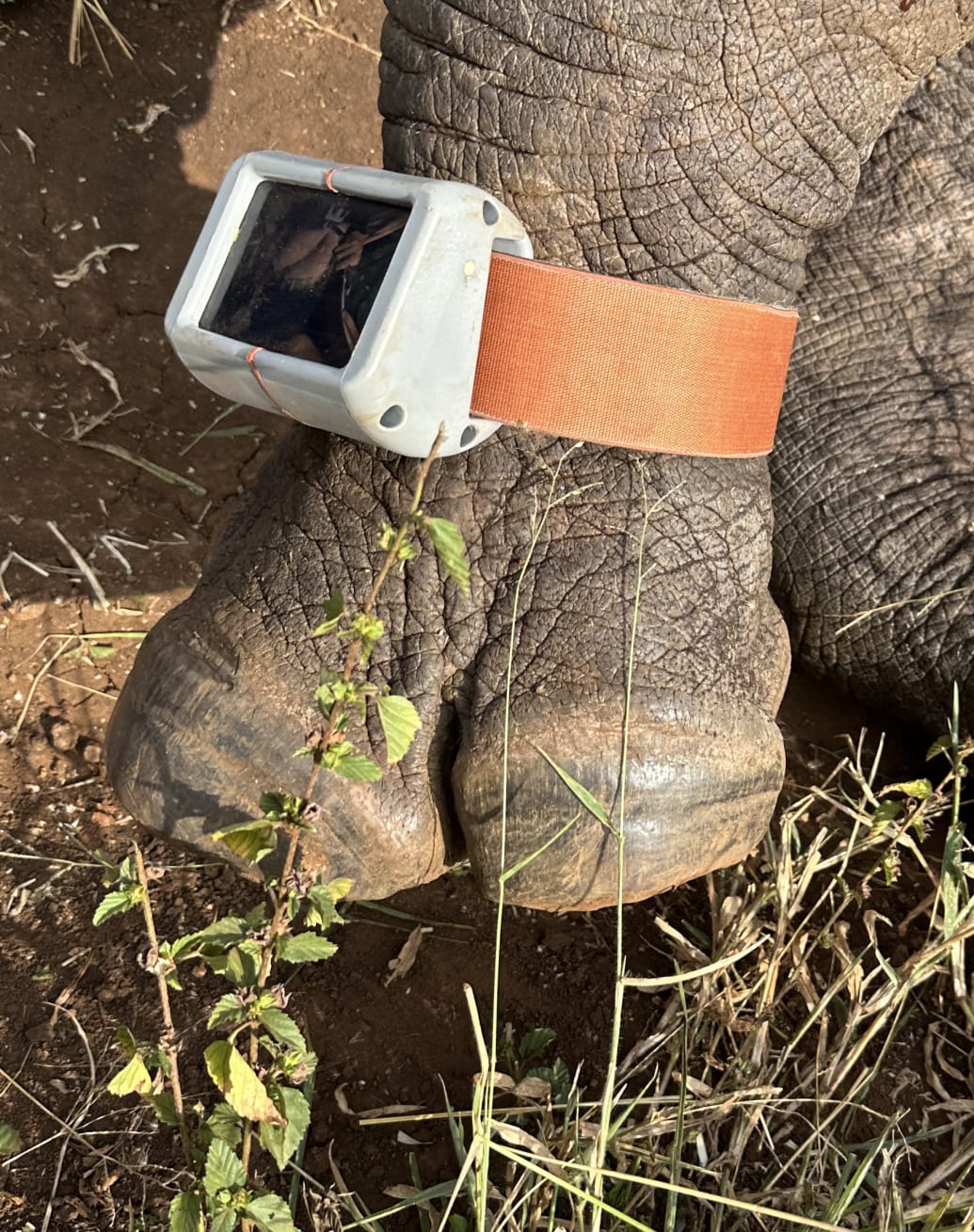 A rhino is being fitted with the RhinoWatch collar